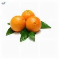 Navel Oranges