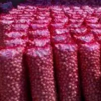 Fresh Onion