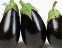 Eggplant