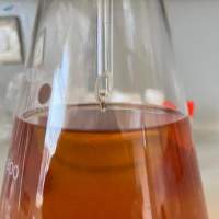 Ginger Essential Oil