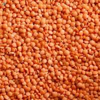 Red Lentils