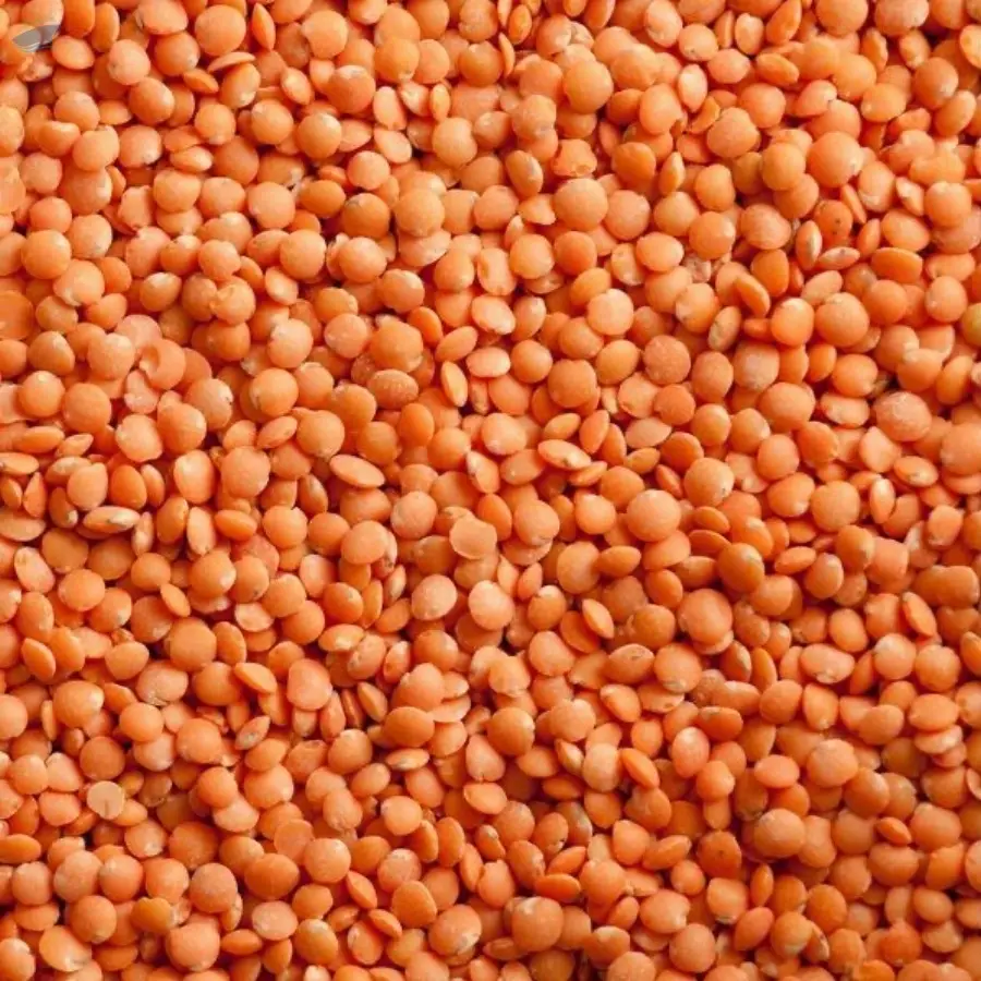 Red Lentils