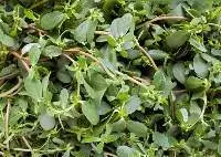 Dehydrated  Gangavalli Leaves