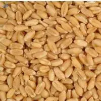 Wheat