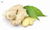 Ginger