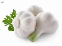 Garlic