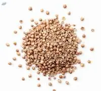 Coriander seed