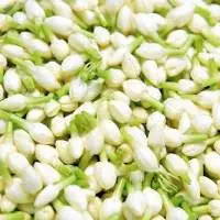 Jasmine