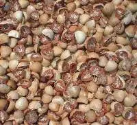 Betel Nut