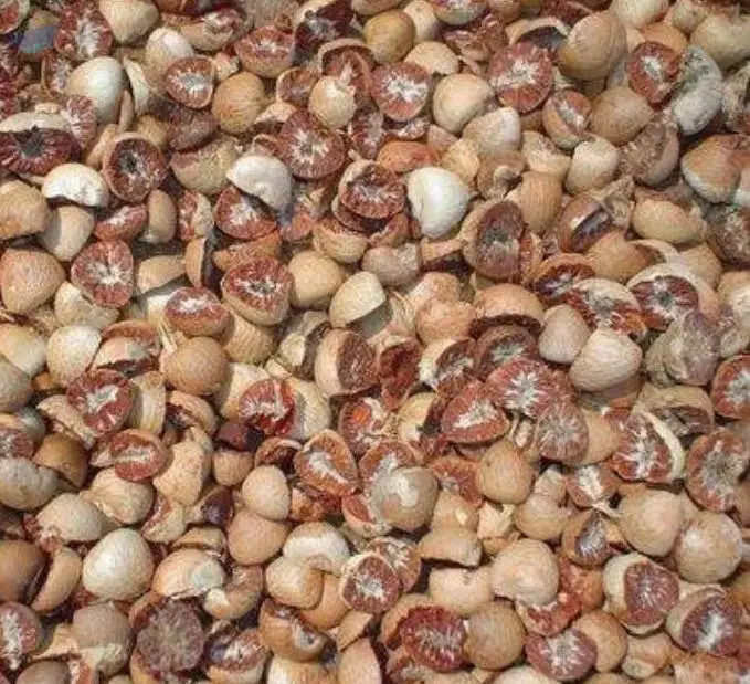 Betel Nut