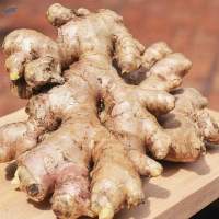 Elephant Ginger