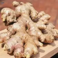 Elephant Ginger