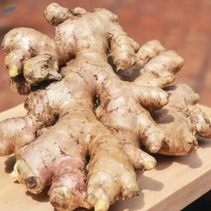 Elephant Ginger