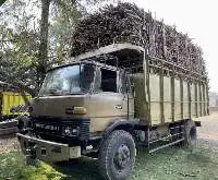 Sugarcane