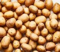 Potato