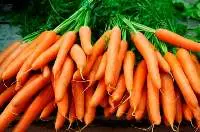 Carrot