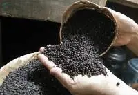 Black Pepper
