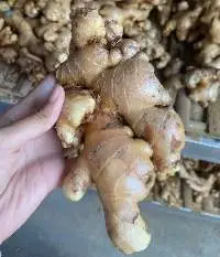 Fresh and Dry Ginger