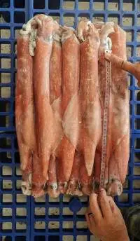 Frozen Squid