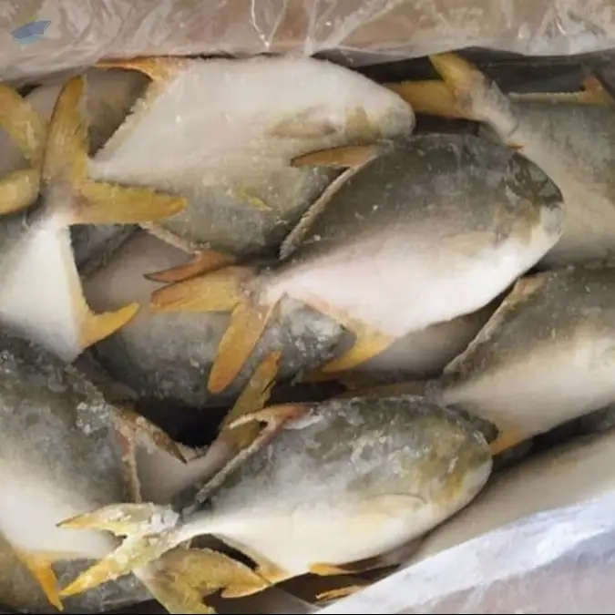 Frozen Pompano Fish