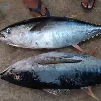 Frozen Tuna Fish
