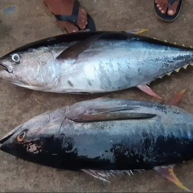 Frozen Tuna Fish