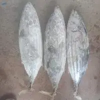 Frozen Skipjack Fish