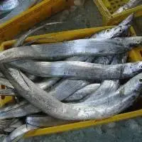 Frozen Ribbon Fish