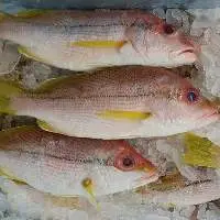 Frozen Snapper Fish