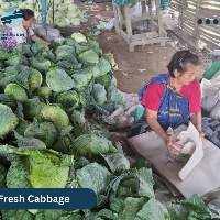 Fresh Cabbage