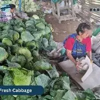 Fresh Cabbage