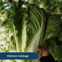 Chinese Cabbage
