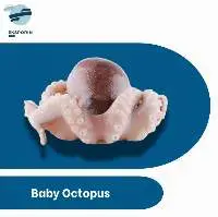 Baby Octopus