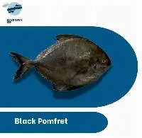 Black Pomfret