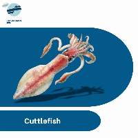 Cuttlefish