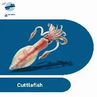 Cuttlefish