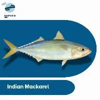 Indian Mackarel Fish