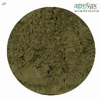 Mentha Arvensis Powder