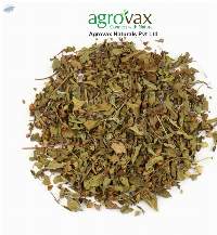 Lemon Basil Leaf