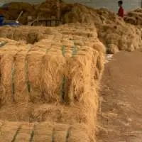 Coco Fiber