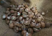 Betel Nuts