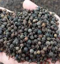 Cubeb Pepper - Piper cubeba