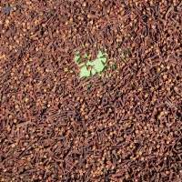 Clove Spec Ab 8%