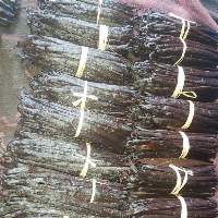 Vanilla Planifolia