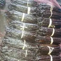 Vanilla Planifolia