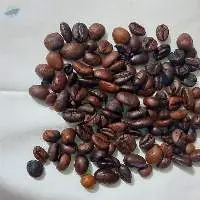 Robusta Muting Or Muting Coffee
