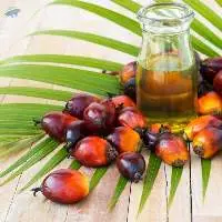 Palm Oil