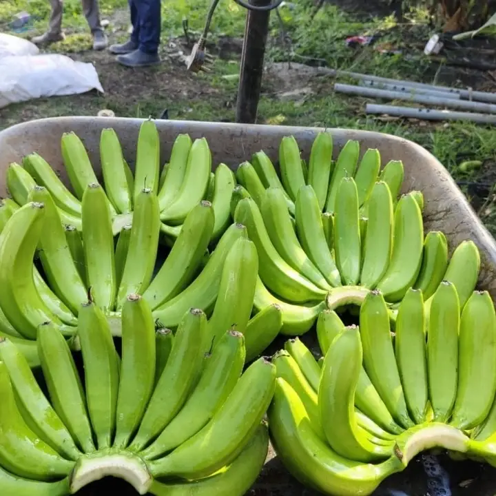 Banana