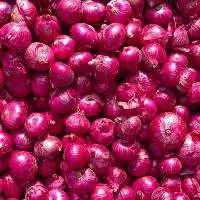Onion