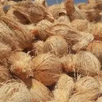Semi Husked Coconut